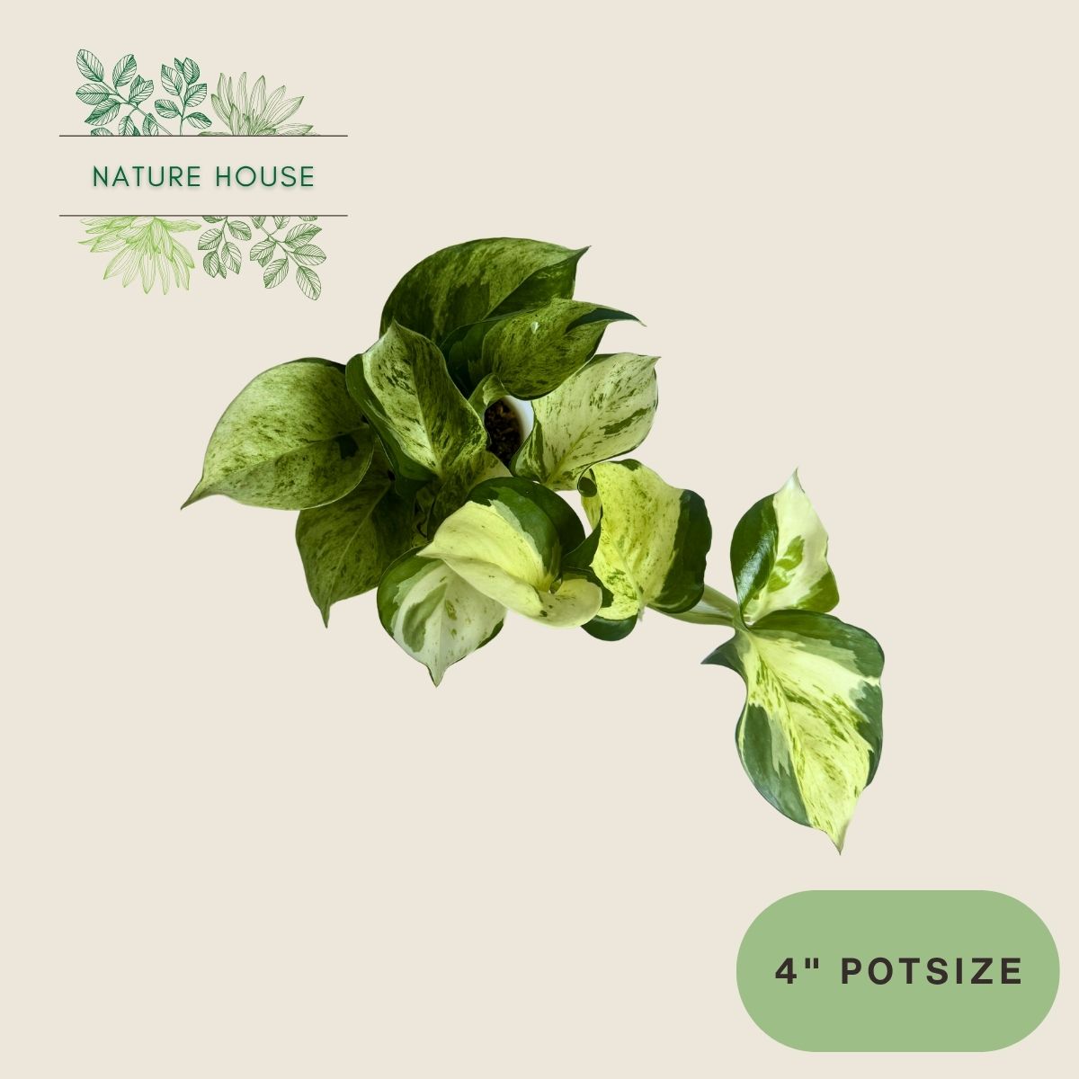 Pothos Manjula - 4 inch pot - front view