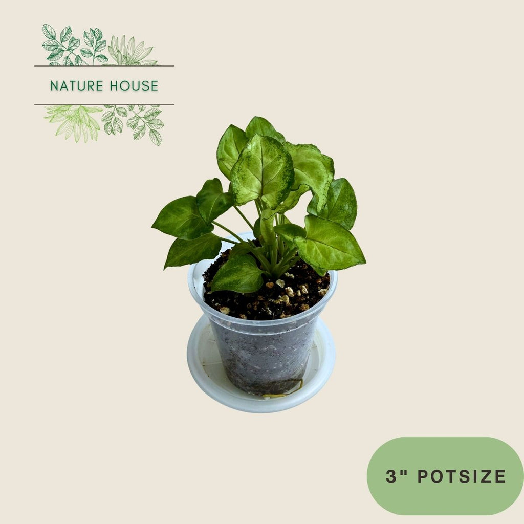 Syngonium Eclipse - 3 inch pot - front view