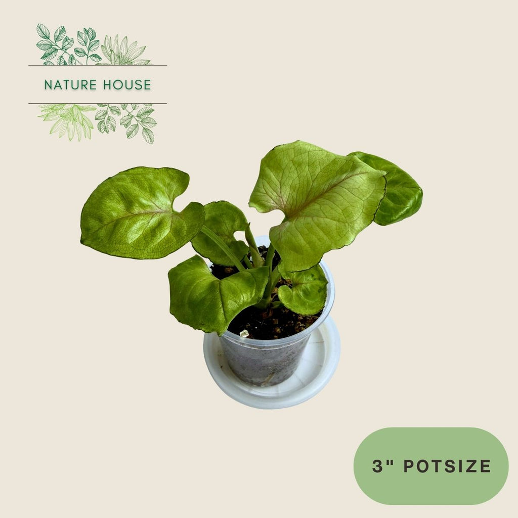 Syngonium Green Splash - 3 inch pot - front view