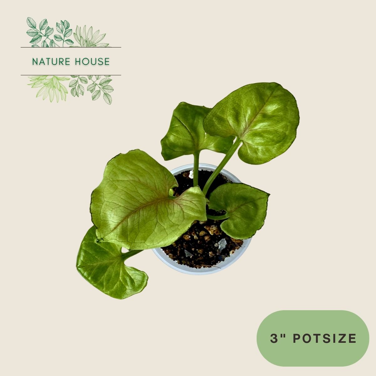 Syngonium Green Splash - 3 inch pot - top view
