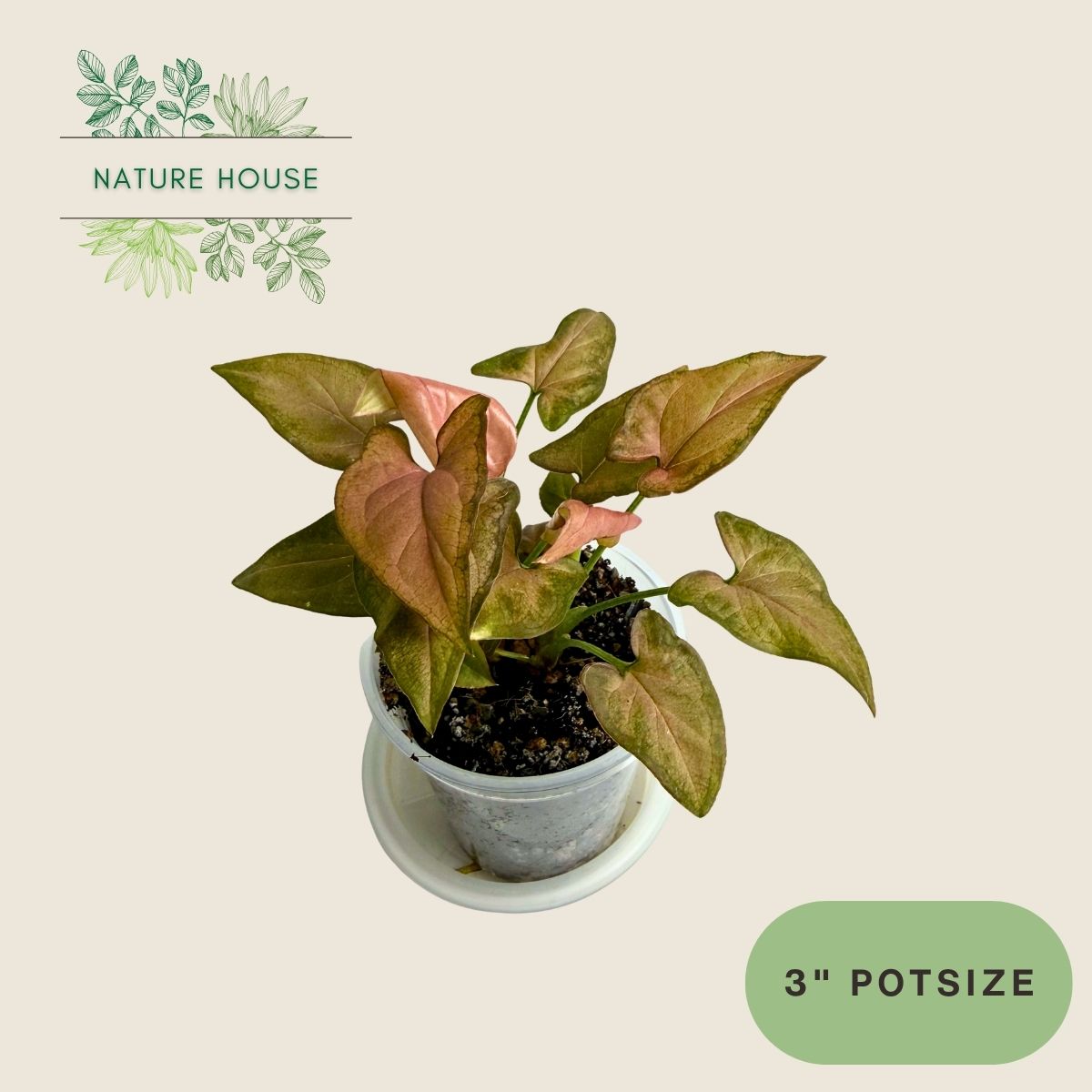 Syngonium Pink Salmon - 3 inch pot - front view