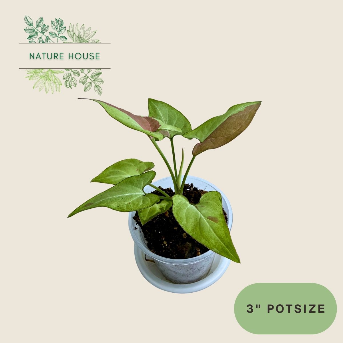 Syngonium Red Spot - 3 inch pot - front view